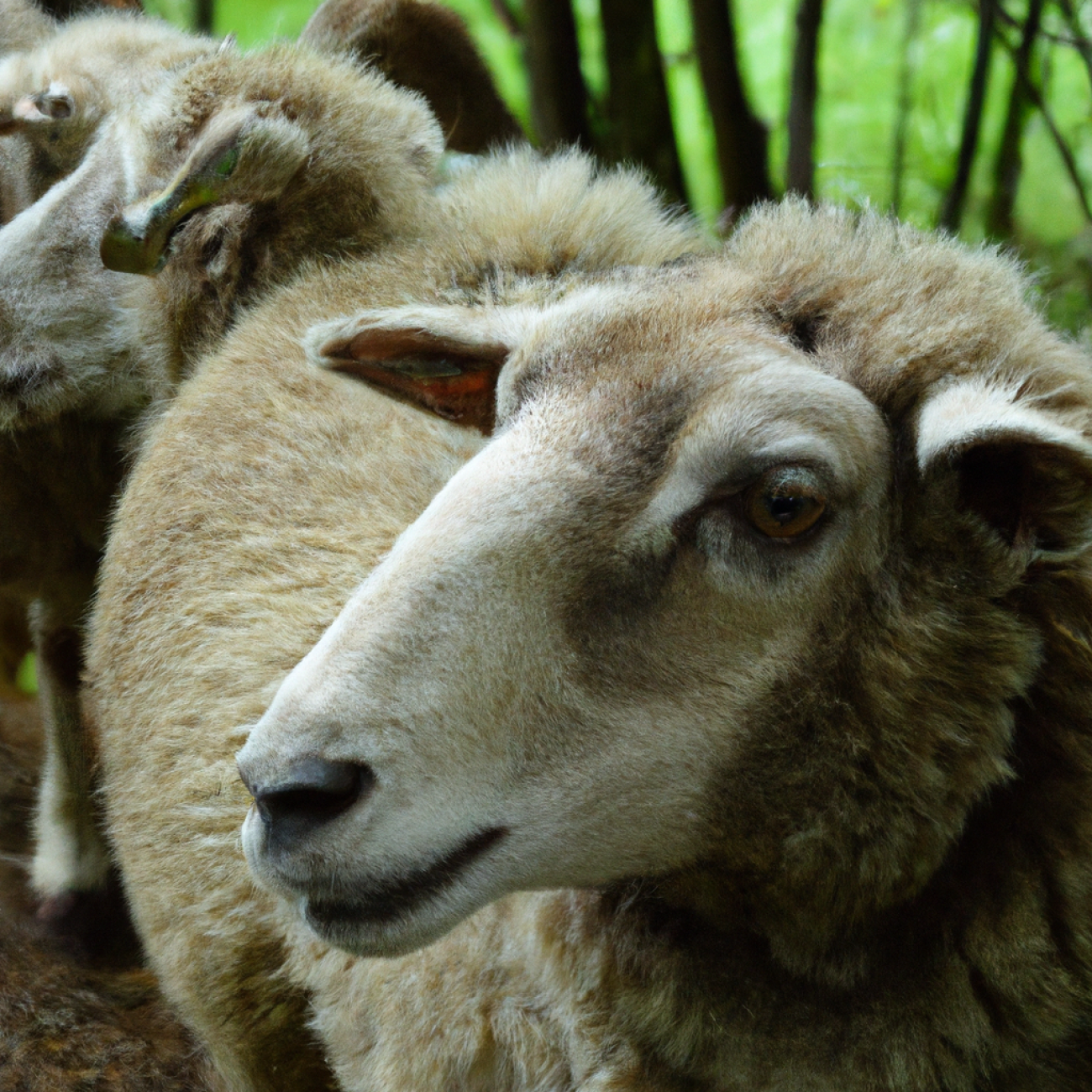 Co lze zjistit o sheep pomocí anglicko-českého slovníku?