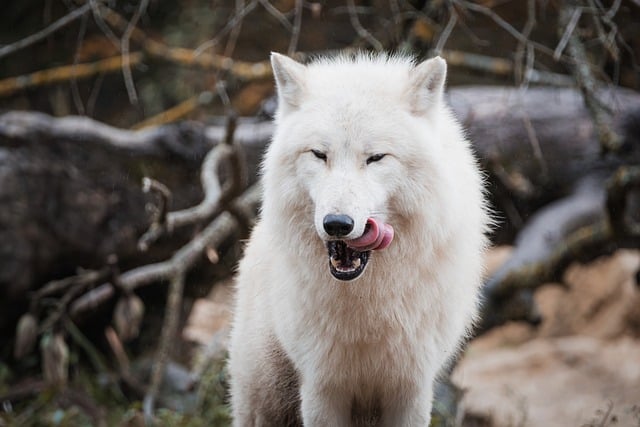 Význam slova: arctic fox  – Anglicko-Český Překladač