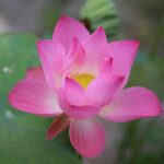 Význam slova: thrive  – Anglicko-Český Překladač