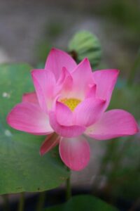 Význam slova: thrive  – Anglicko-Český Překladač