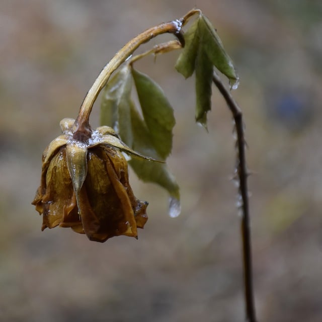 Překlad“ icicle „