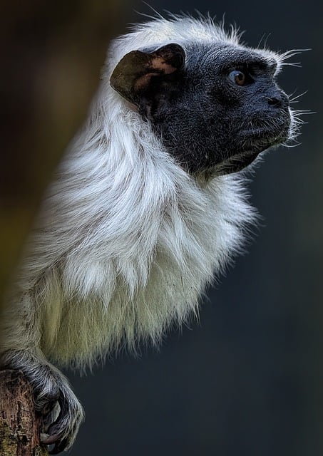 Význam Slova“ hiss “ Anglicko Český Překladač