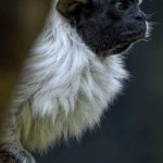 Význam slova: resolved - Anglicko-Český Překladač 16 Význam slova: resolved – Anglicko-Český Překladač