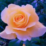 Překlad: tremble  – Anglicko-Český Překladač