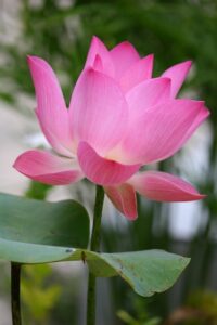 Význam slova: bordello  – Anglicko-Český Překladač