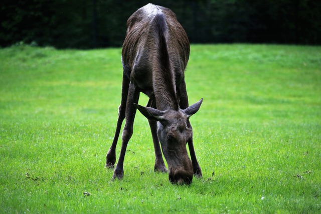 - Unikátní funkce anglicko-českého překladače: Moose - Co to vlastně znamená?