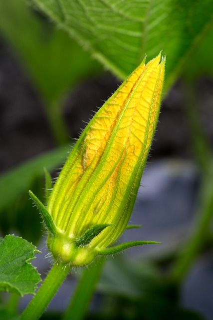 Courgette: Slovníkový výklad a překlad do češtiny