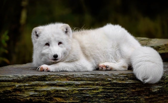 Co je Arctic Fox a jak se toto slovo překládá do češtiny?