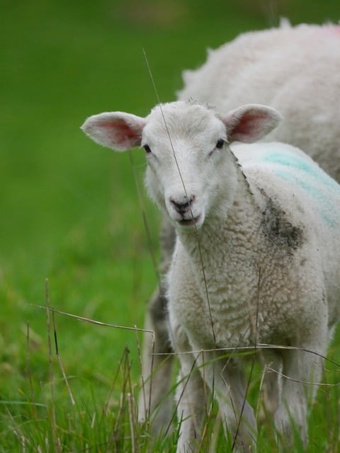 Překlad: lamb - Anglicko-Český Slovník