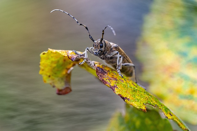 2) Borer - význam a využití této anglické slovního spojení v češtině