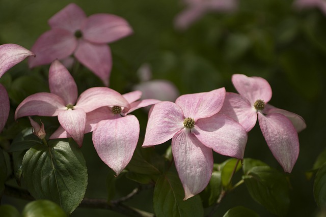 Význam slova: dogwood  - Anglicko Český Překladač