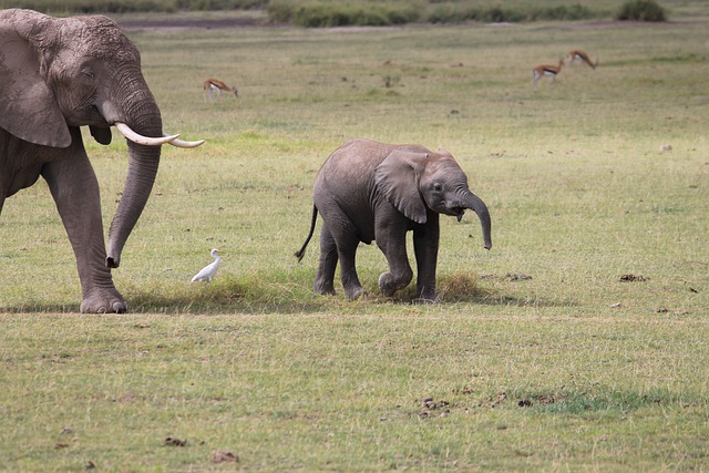 Kilimanjaro – Význam a překlad do češtiny