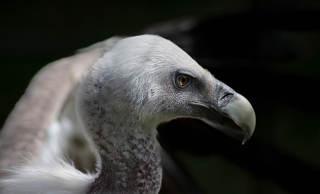 2. Griffin: Pochopte význam tohoto slova díky Anglicko-Českému Překladači a rozšiřte svůj slovník!