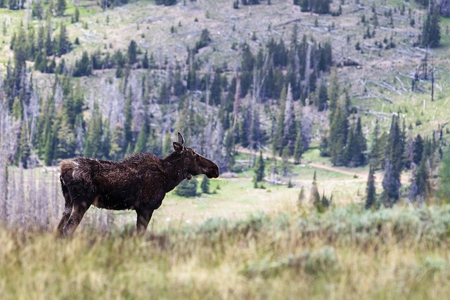 - Moose: Překladač anglických slov pro začátečníky