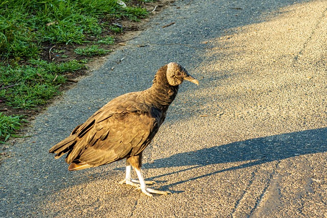 Hitchhiker: Tajemství a význam tohoto slova odhaleno!