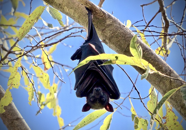 Flying Fox - Vše, co potřebujete vědět o tomto úžasné letícím tvoru