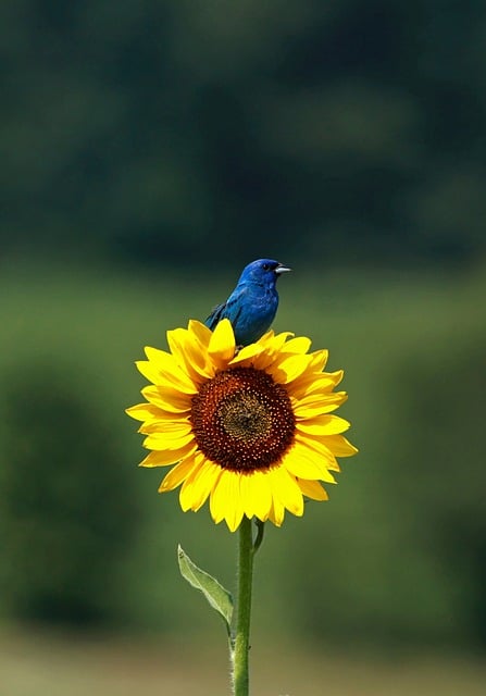 Co Znamená parakeet ? Anglicko Český Překladač