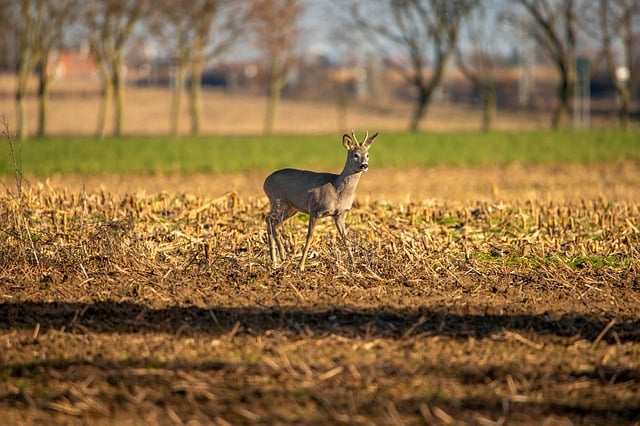 Překlad“ mammals „