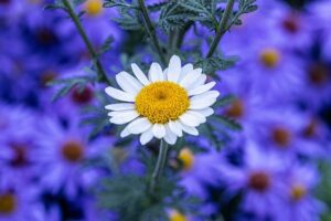 Co Znamená kitty ? Anglicko-Český Překladač