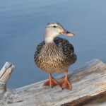 Překlad“ mottled „