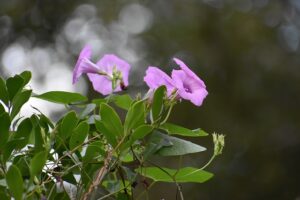 Překlad" glory " 34 Překlad“ glory „