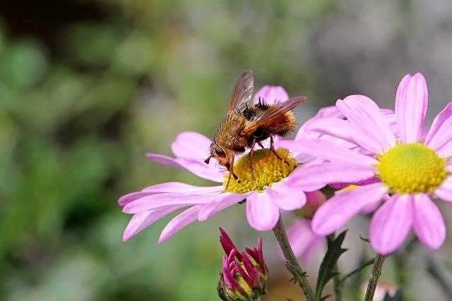 Překlad“ botfly „