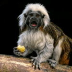 Význam slova: literally - Anglicko-Český Překladač 23 Význam slova: literally – Anglicko-Český Překladač