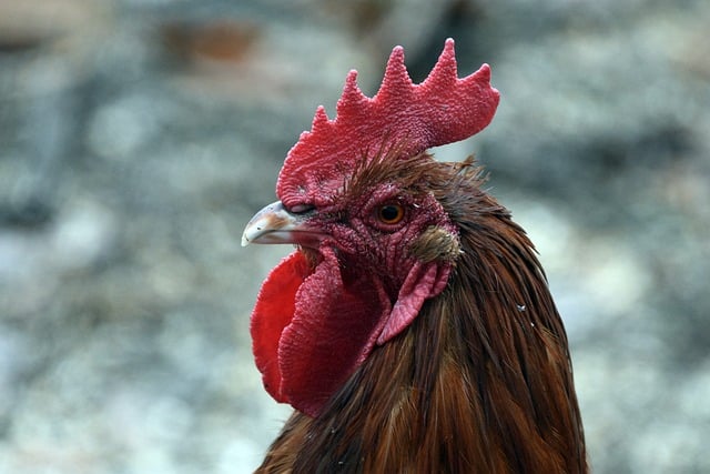 Jak funguje anglicko-český překladač COMB?