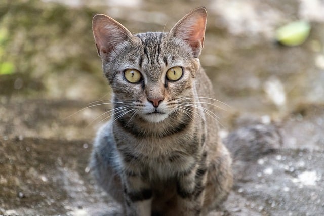 Naučte se anglické slovo kitty​ pomocí překladového nástroje pro češtinu