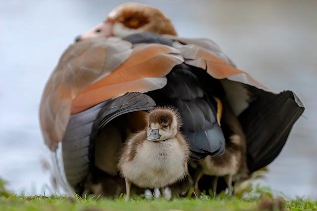 5) Jak Hatch‌ změní způsob, jakým komunikujete ve světě angličtiny