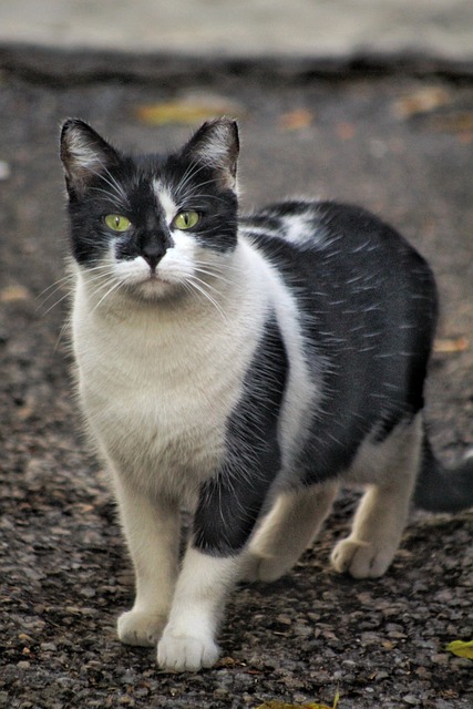 Potřebujete vědět, co znamená kitty? S naším anglicko-českým překladatelem bez problému zjistíte!