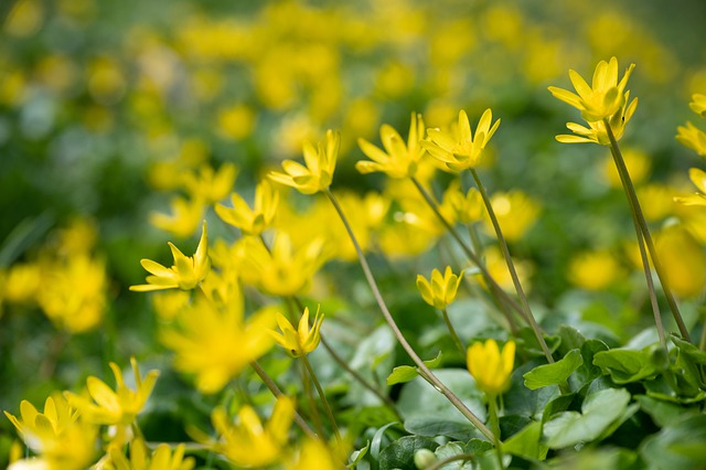 Anglicko-český překladač pro ​slovo celandine