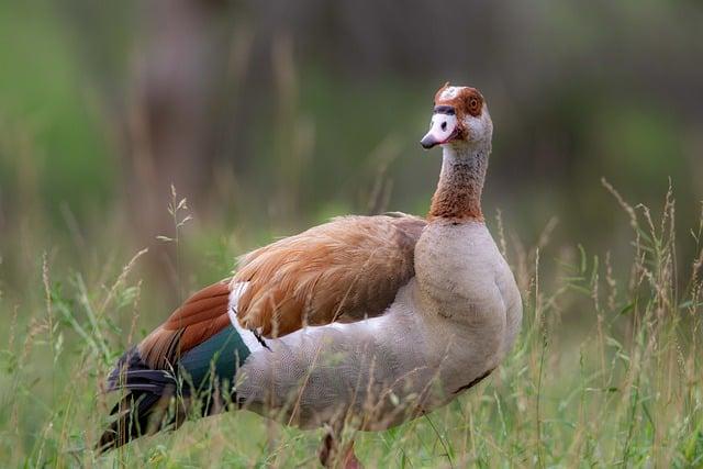 Zjistěte,‌ jak si pomůže goose s překladem⁢ mezi angličtinou a češtinou!