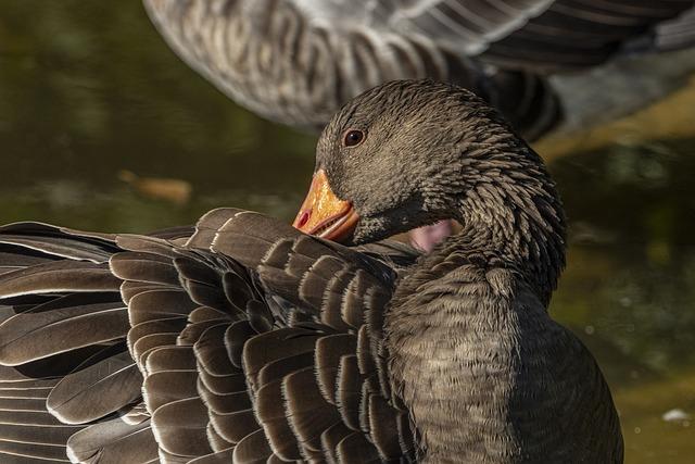 Co je ‍to goose a jak funguje anglicko-český překladač?