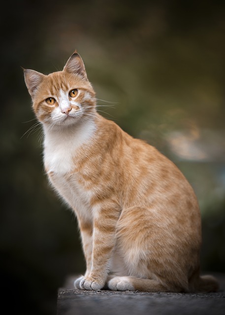 Výklad slova kitty v anglicko-českém⁢ slovníku: rychlý a snadný přístup k překladu