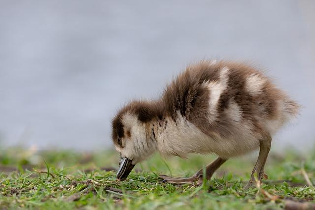 4) Získejte​ okamžitý⁢ a přesný překlad s ‌Hatch ⁣aplikací