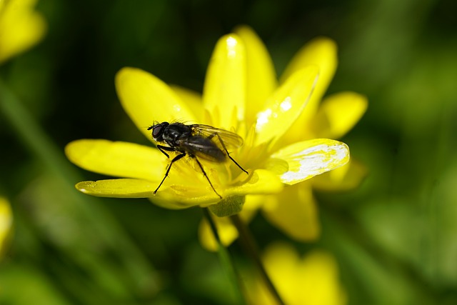 České významy slova celandine v anglickém jazyce