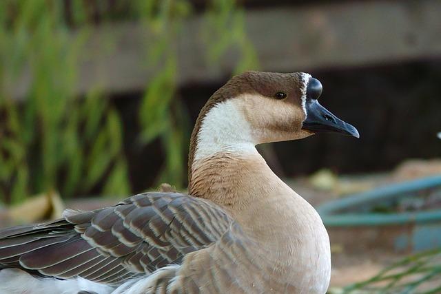 S ptačí pomocí ke správnému porozumění: Goose anglicko-český překladač