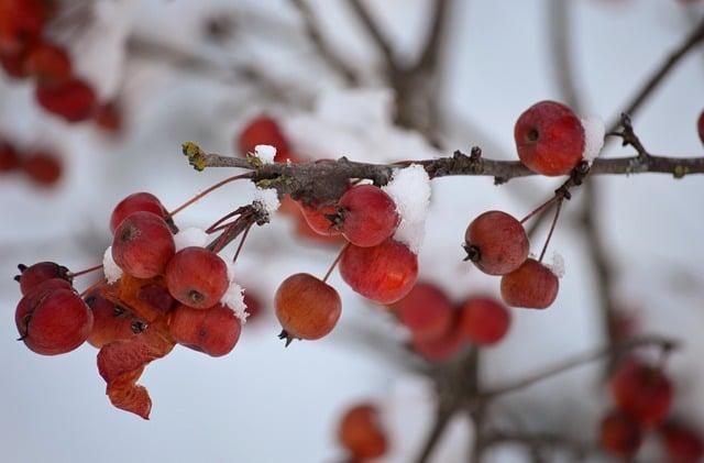 Jak‍ navázat na​ crabapple ve vašem⁢ anglickém slovníku