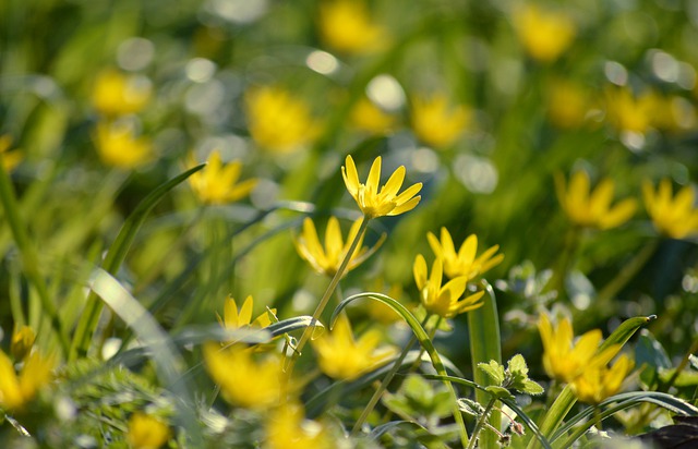 Význam celandine ve farmacii⁤ a přírodní medicíně