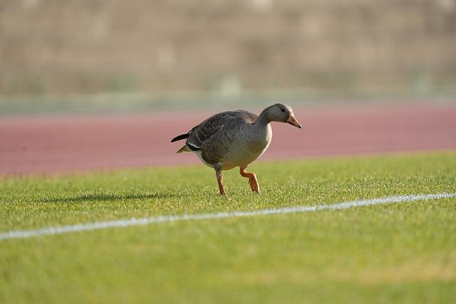 Goose: Inovativní nástroj, který vám usnadní komunikaci v anglicko-českém překladu