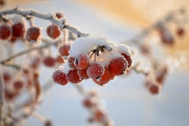 Význam crabapple v anglicko-českém slovníku a jak ho ⁣správně používat