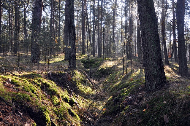 2. Trench - slovo s více významy: Jak správně přeložit do češtiny?