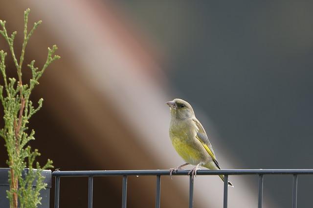 Význam slova: is perching  – Anglicko-Český Překladač