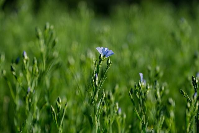 Překlad“ linseed „