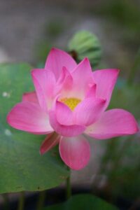 Význam slova: apparently  – Anglicko Český Překladač