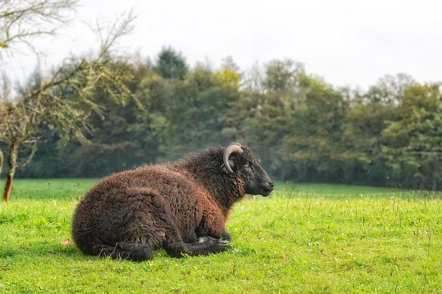 Význam slova: is desiring  – Anglicko Český Překladač