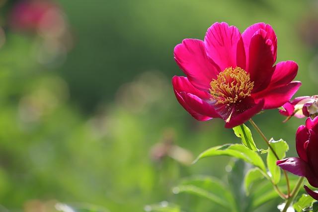 Co Znamená peonies ? Anglicko-Český Slovník