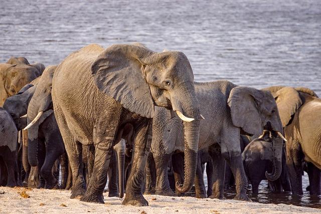 calf  – Co to znamená? Anglicko Český Překladač