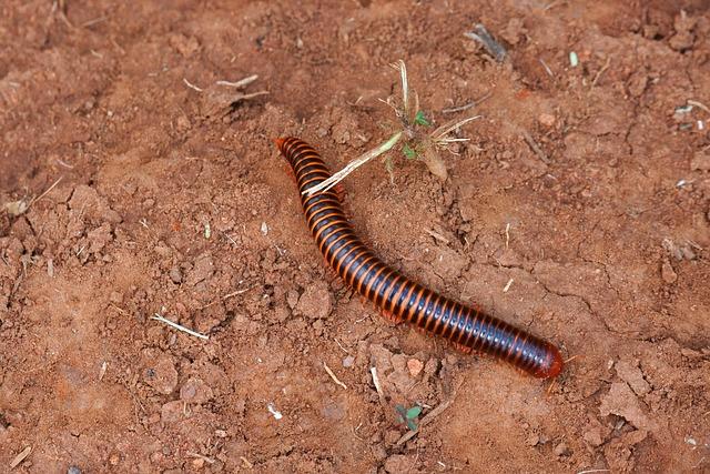 Co Znamená millipede ? Anglicko-Český Slovník